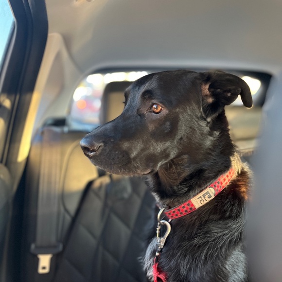 Meet your Posher, Chloe - Picture 1 of 1